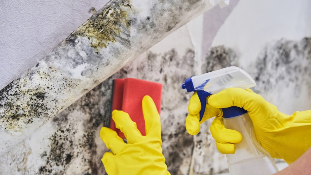 removing mold with spray bottle