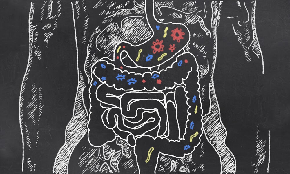chalkboard drawing of gut