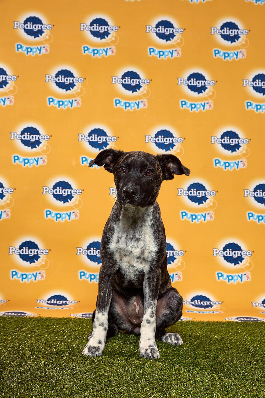 Mocha dog - Animal Planet