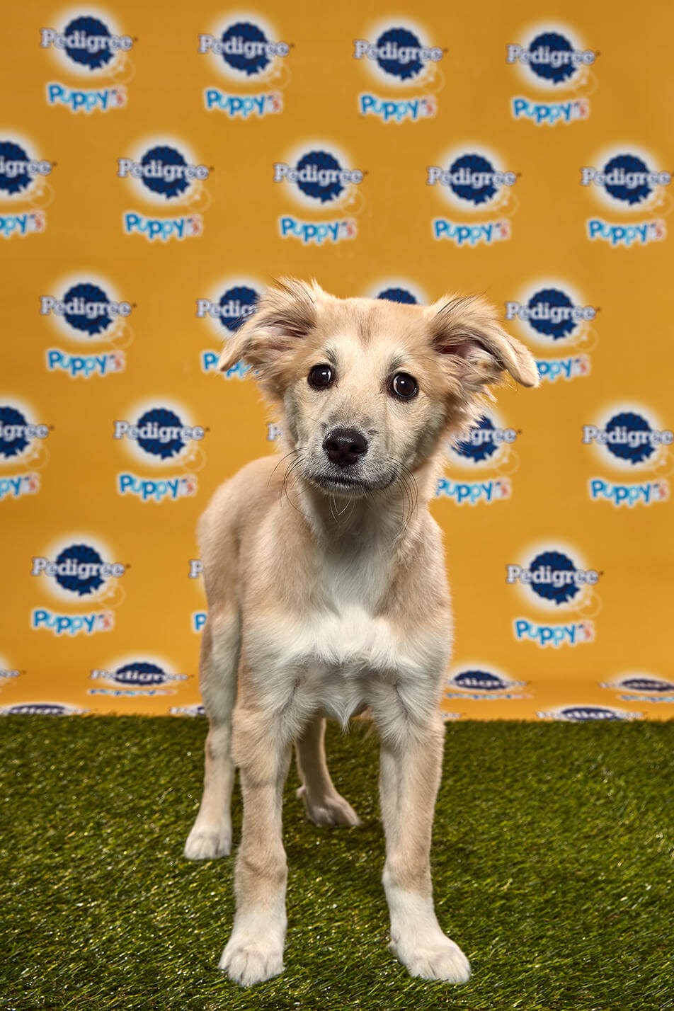 Starla Dog - Animal Planet
