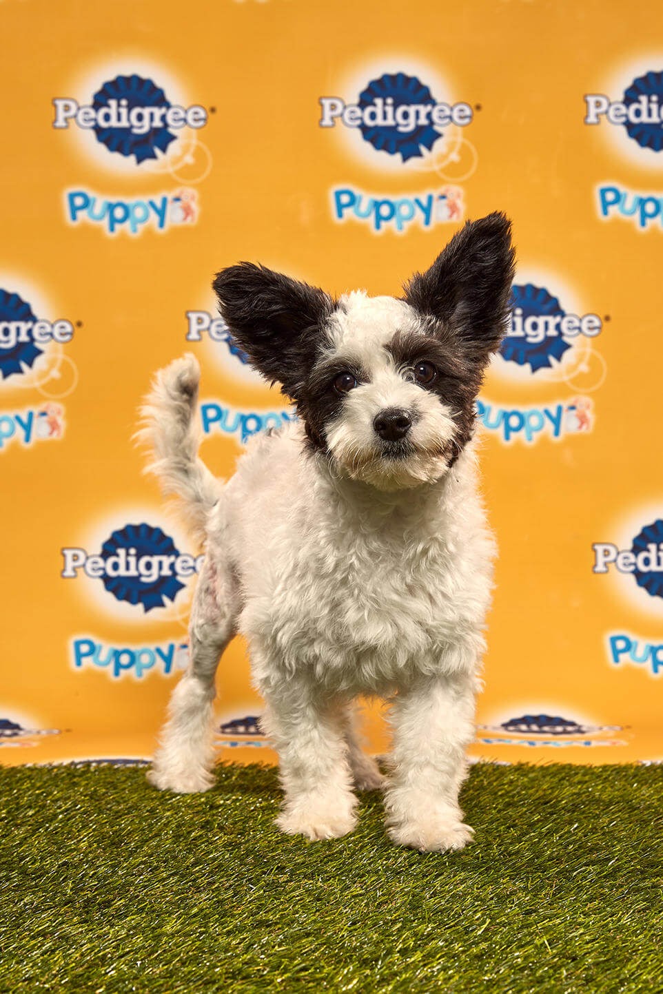 Poppy Dog - Animal Planet
