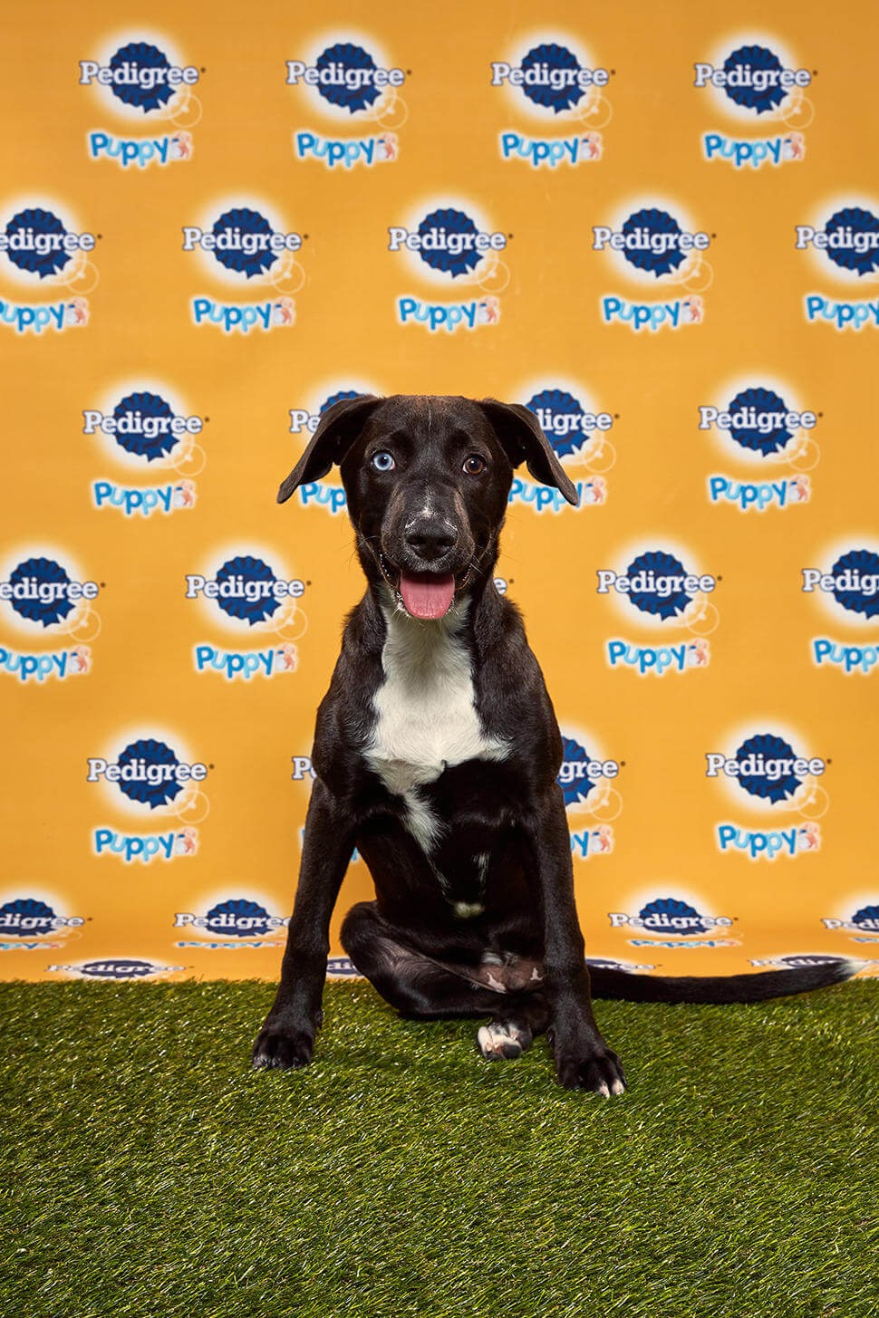 Ferris dog - Animal Planet