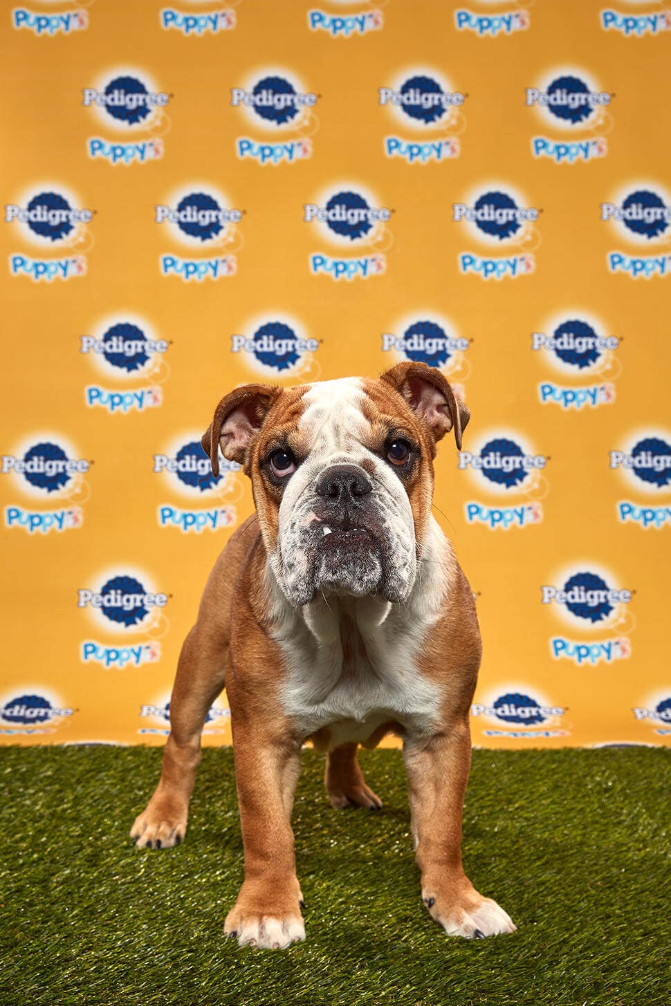 Betty dog - Animal Planet