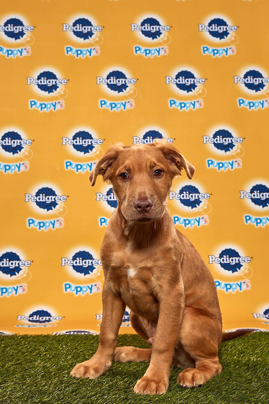 Goldie dog - Animal Planet