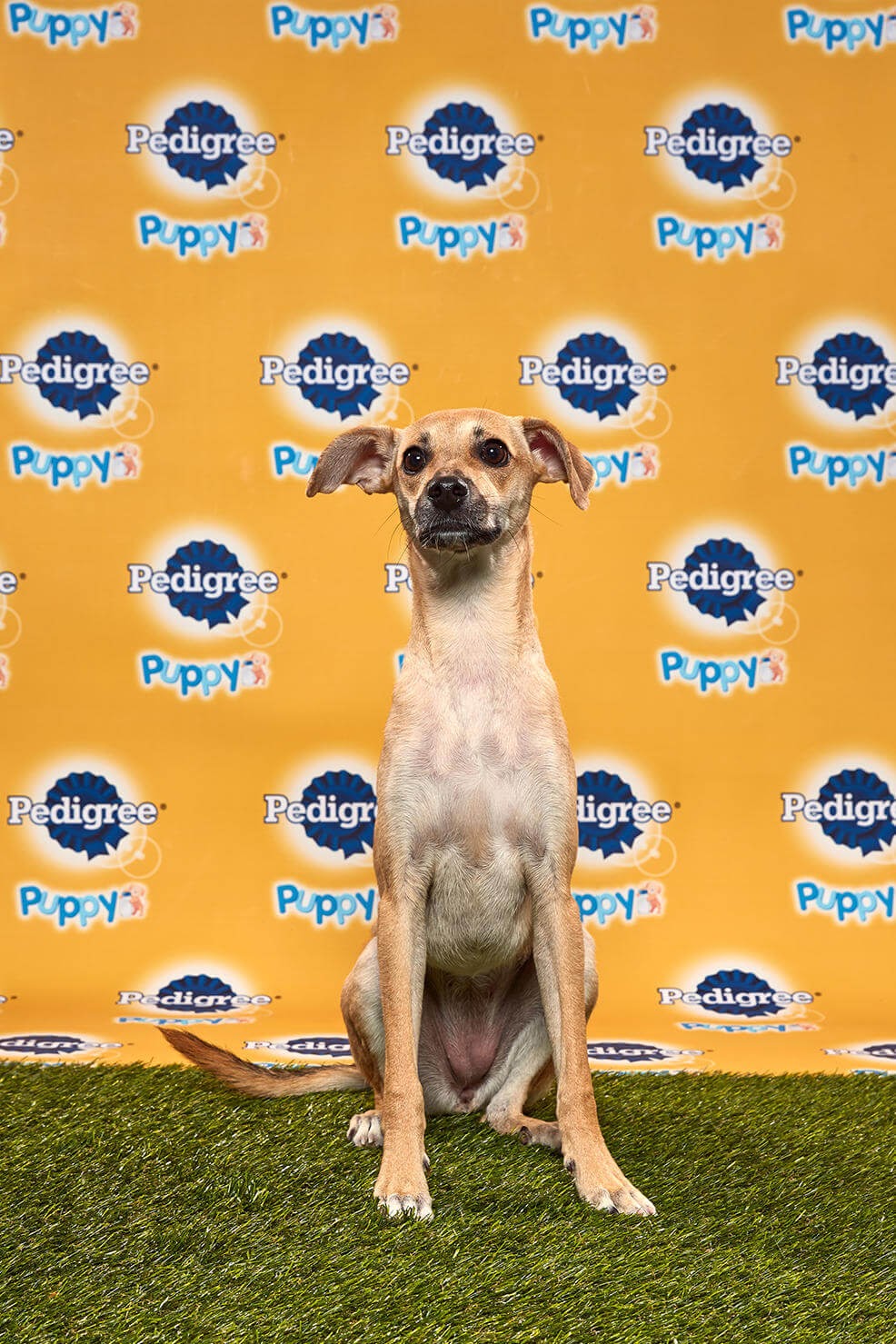 Sol dog - Animal Planet