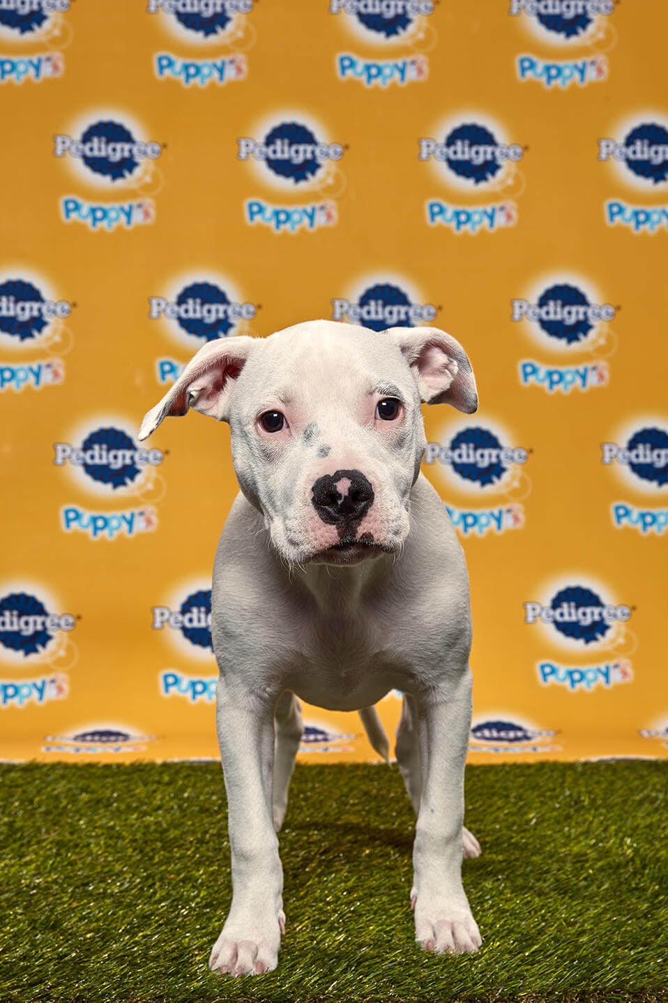 Sadie Dog - Animal Planet