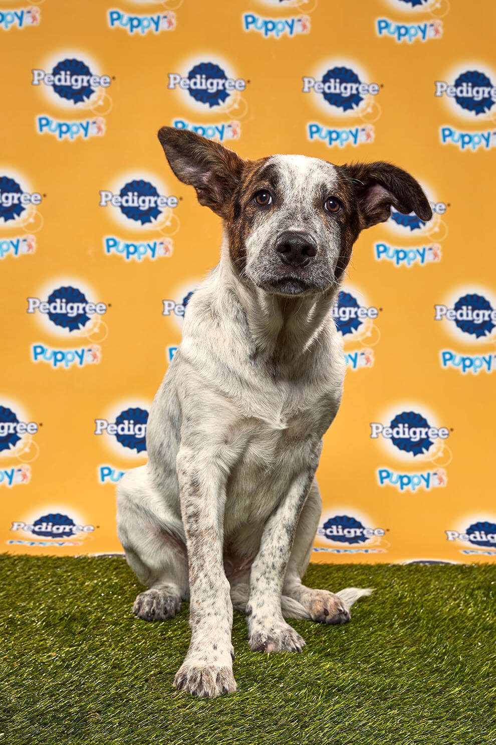 Rocky Road Dog - Animal Planet