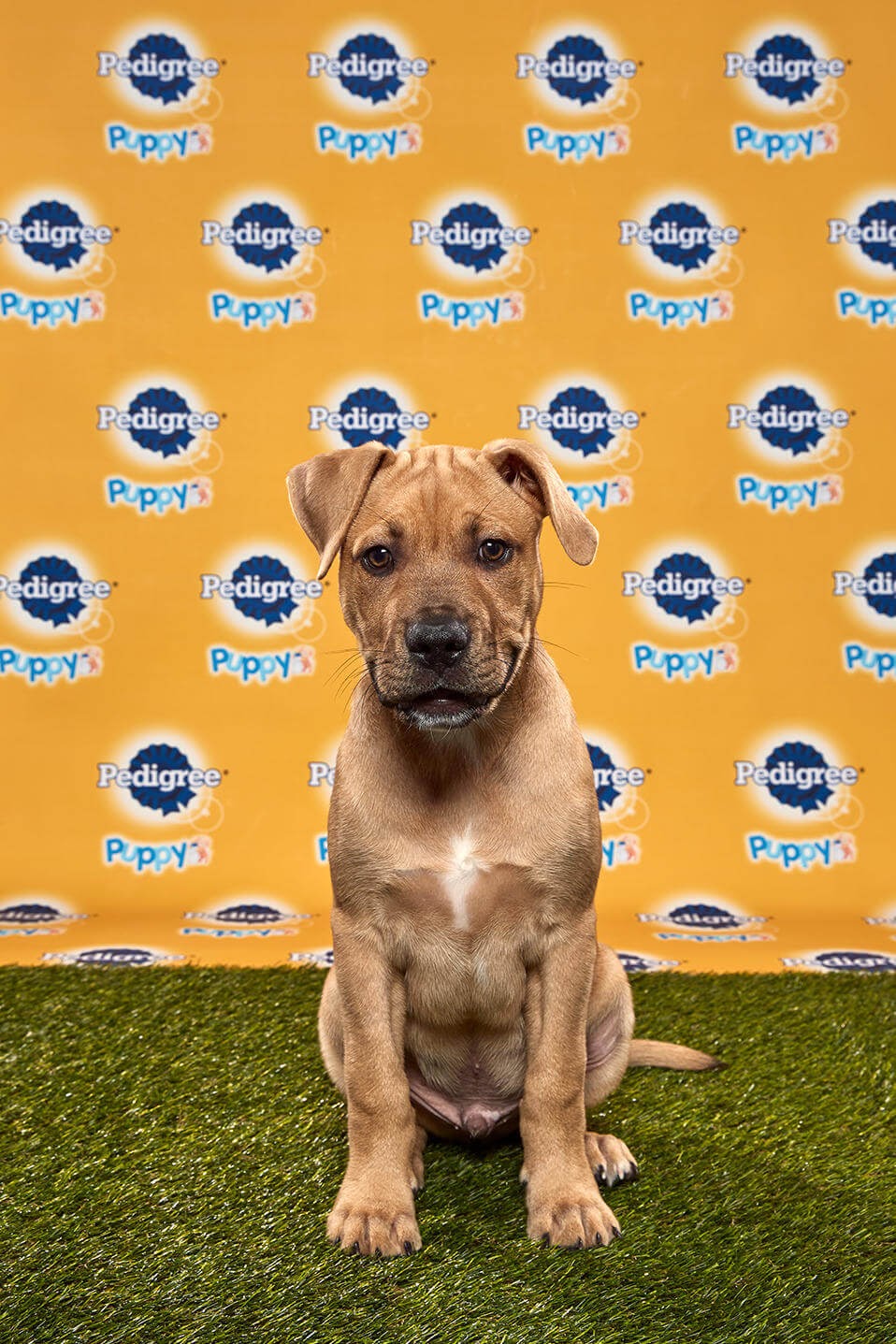 Kingery Dog - Animal Planet