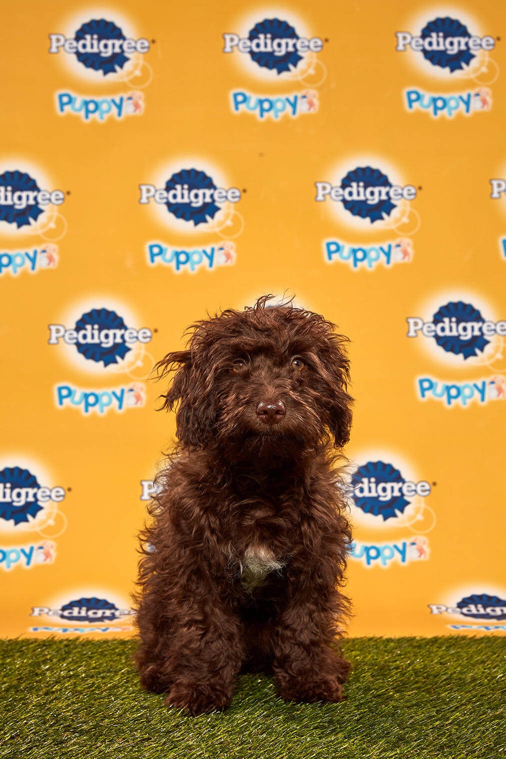 Bobby Dog - Animal Planet