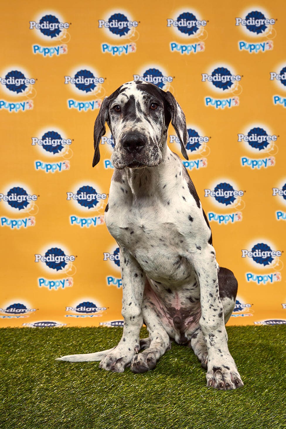 Killian Dog - Animal Planet