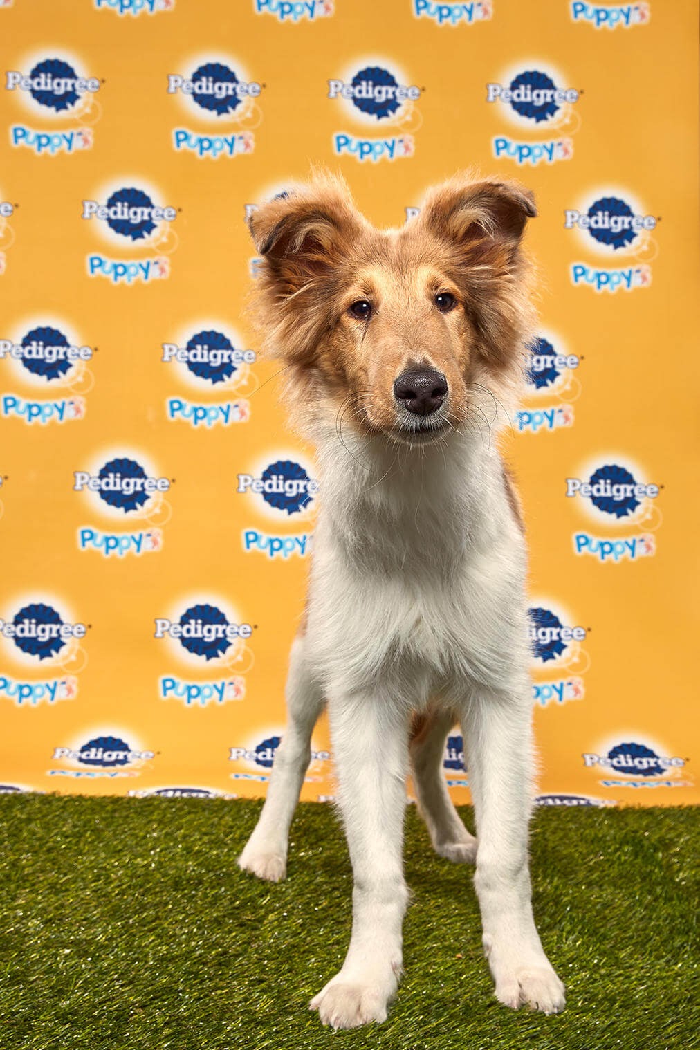 Duncan Dog - Animal Planet
