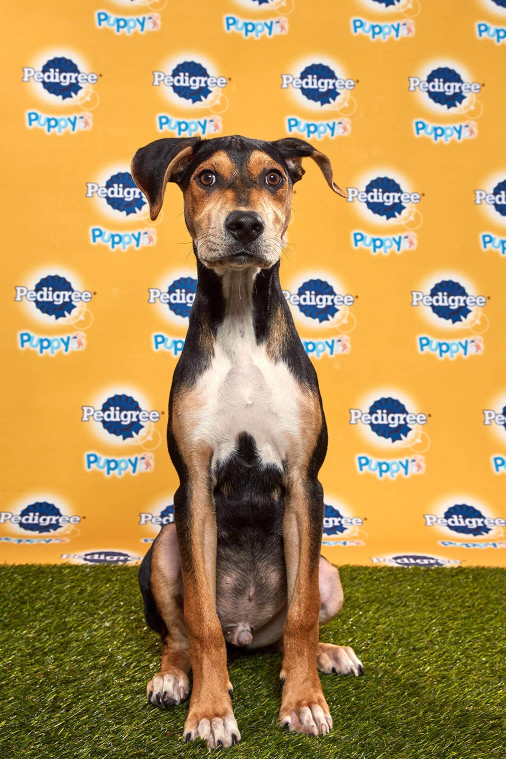 Coach Dog - Animal Planet