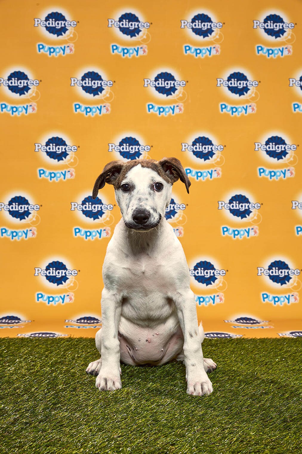 Dolly Dog - Animal Planet