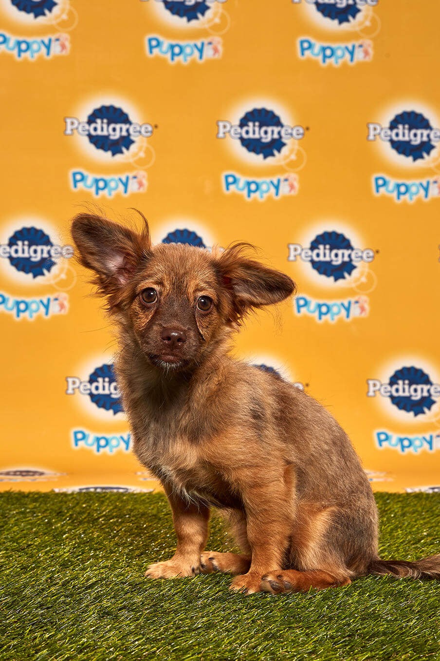 Darcy Dog - Animal Planet