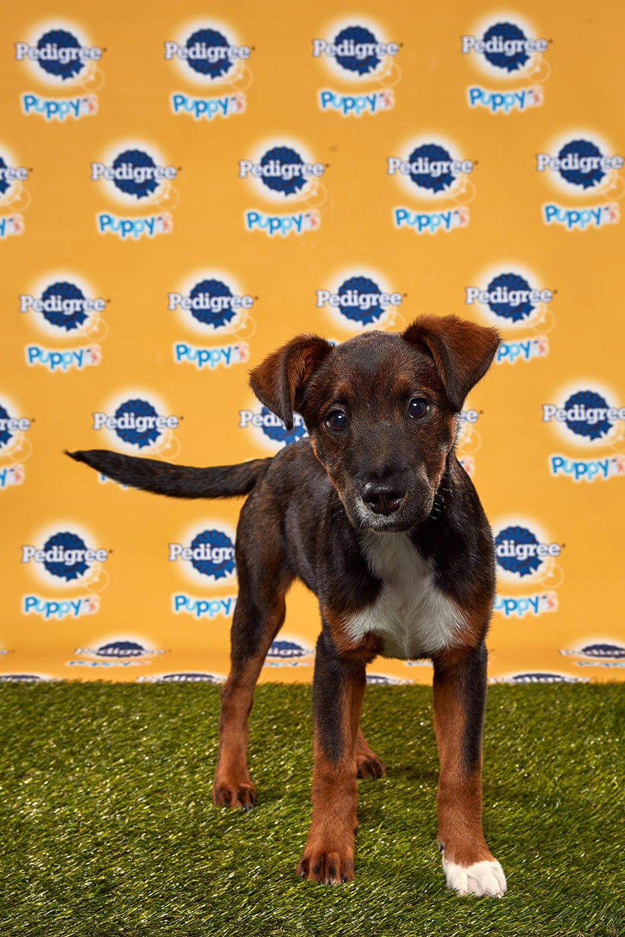Anise dog - Animal Planet
