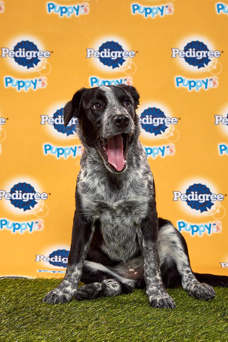 Aspen Dog - Animal Planet