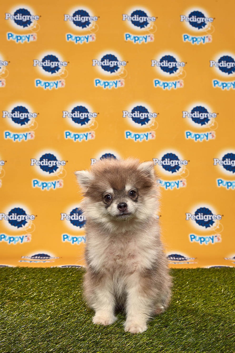 Theodore dog - Animal Planet