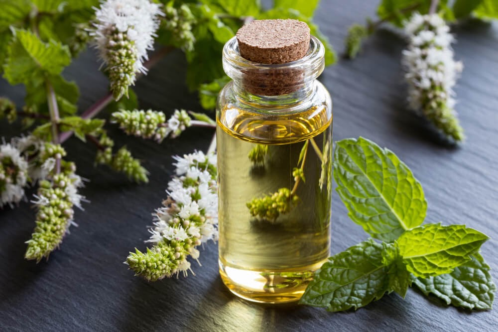 Small bottle of oil and in front of flowering peppermint springs
