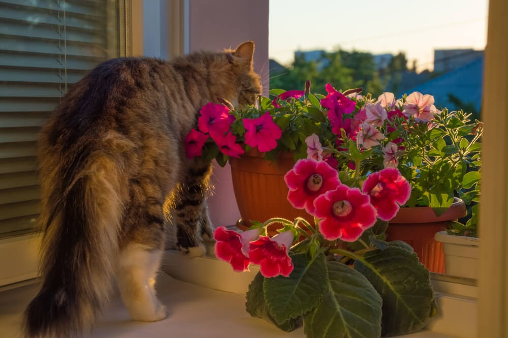 Long hair cat with pink flowering plant
