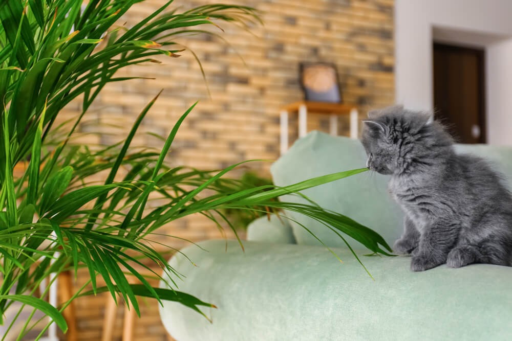Furry grey kitten with large house plant