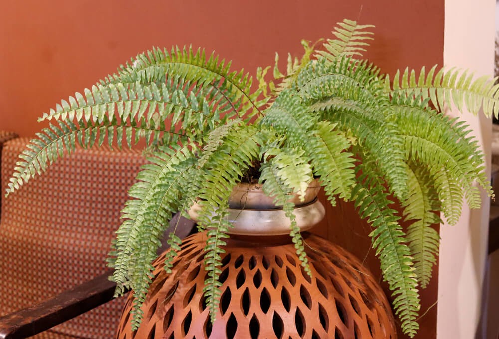Green fern on terra cotta wall