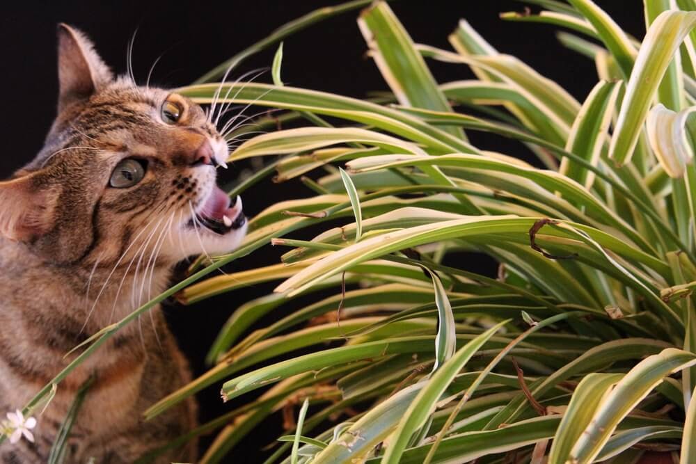 Cat eating Spider Plant