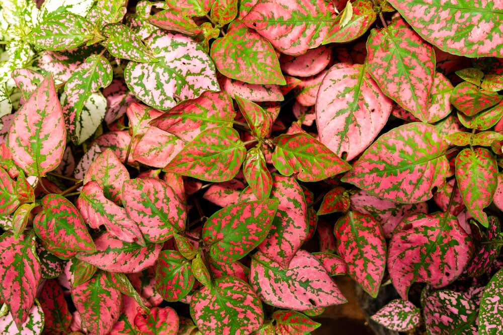 Variegated green and pink leaves
