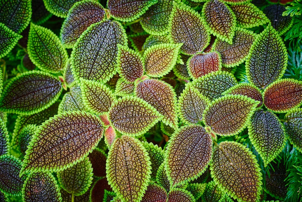 Plant with red/brown leaves and bright green edges