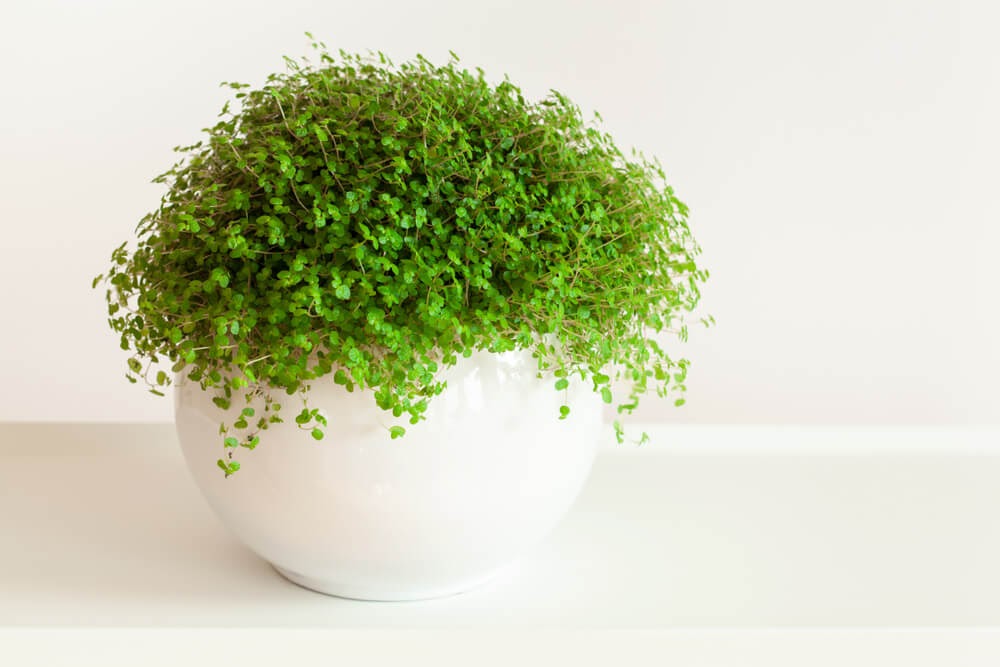 Plant with tiny green leaves in big white pot