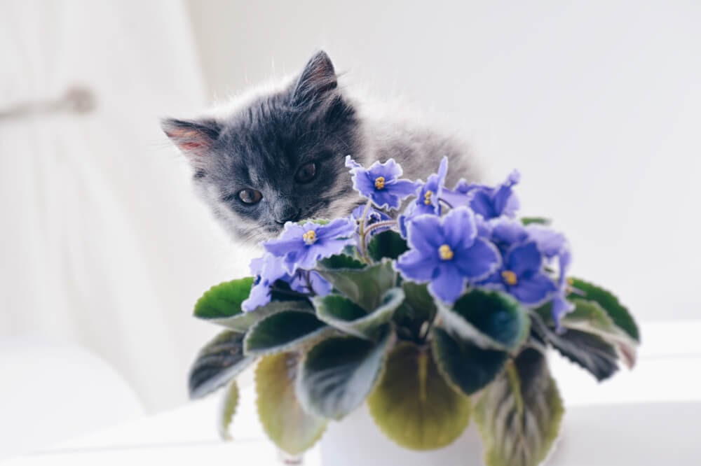 Grey cat with purple potted violet