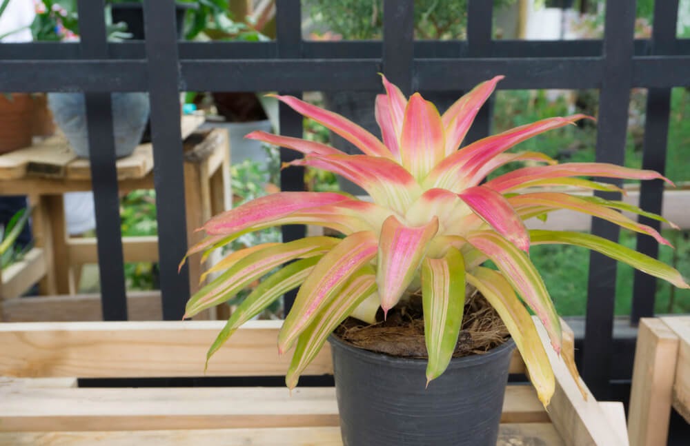 Pink and bright green plant with long, spear like leaves