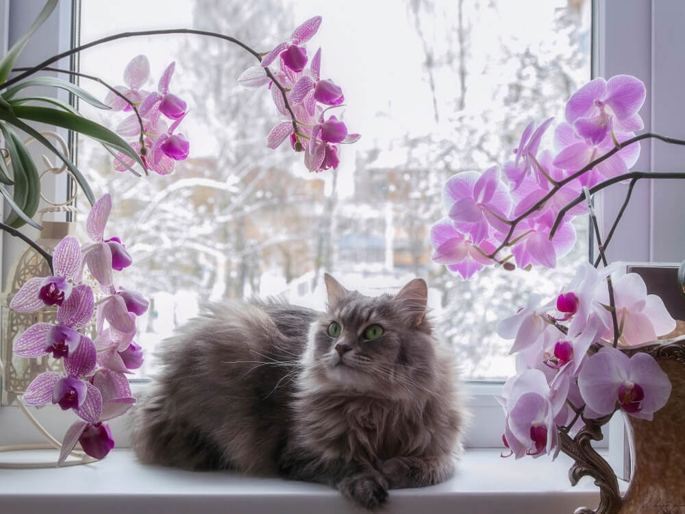 Longhaired cat with pink and white orchids in window