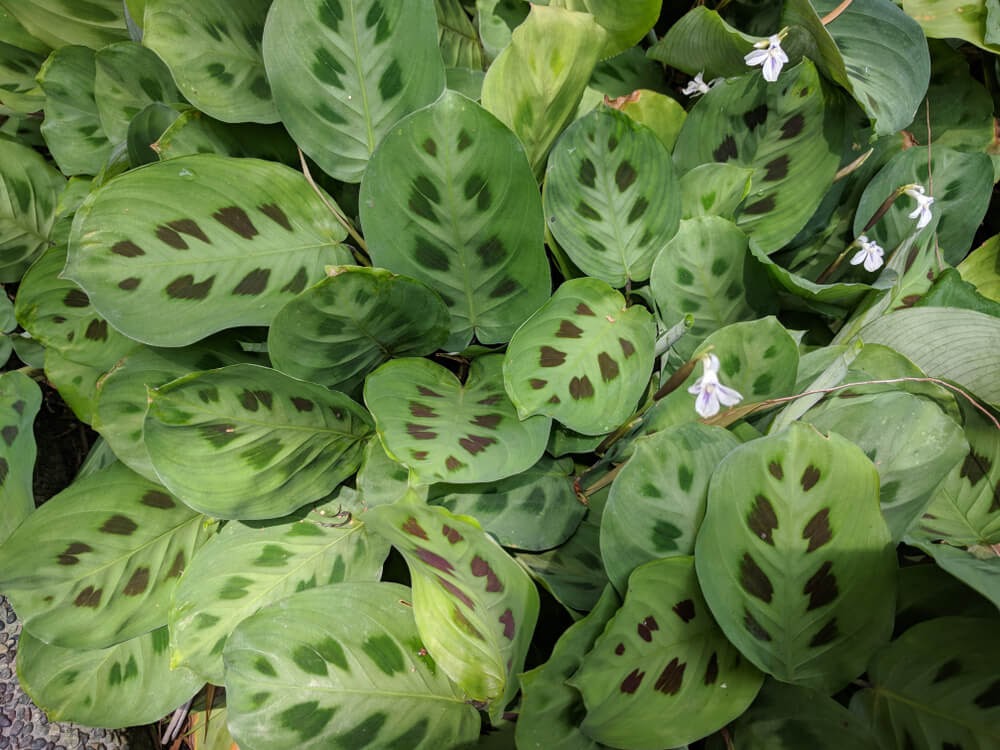 Plant with large green leaves and tiny purple flowers