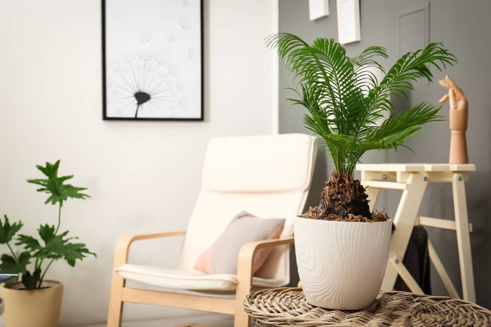 Modern home with white furniture and potted plants