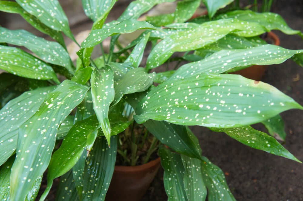 Potted plant with long, oval-shaped, pointed leaves with white spots.
