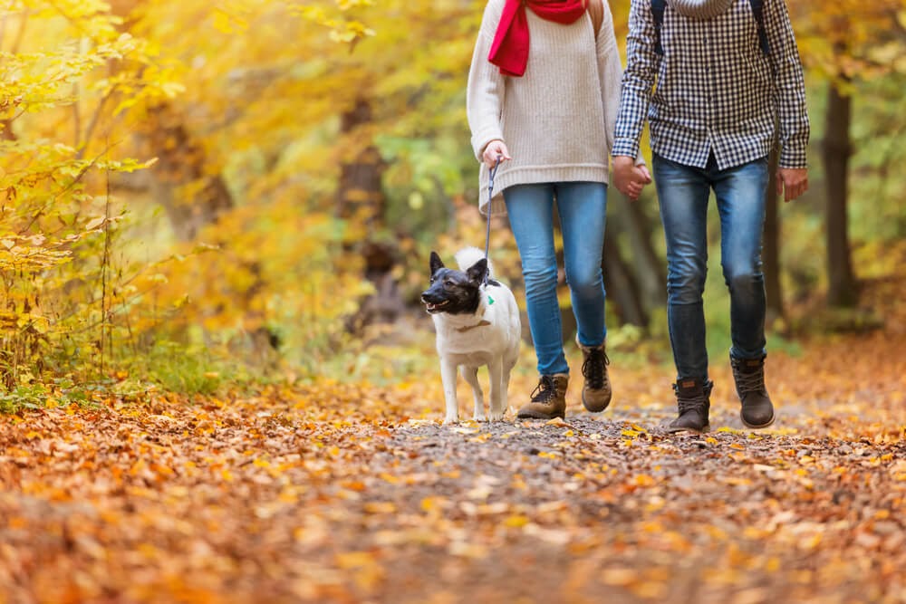 Couple walking in the woods with a dog
