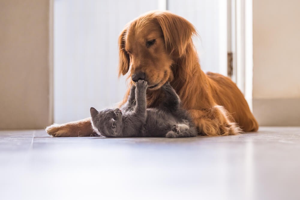 Grey kitten playing with golden dog