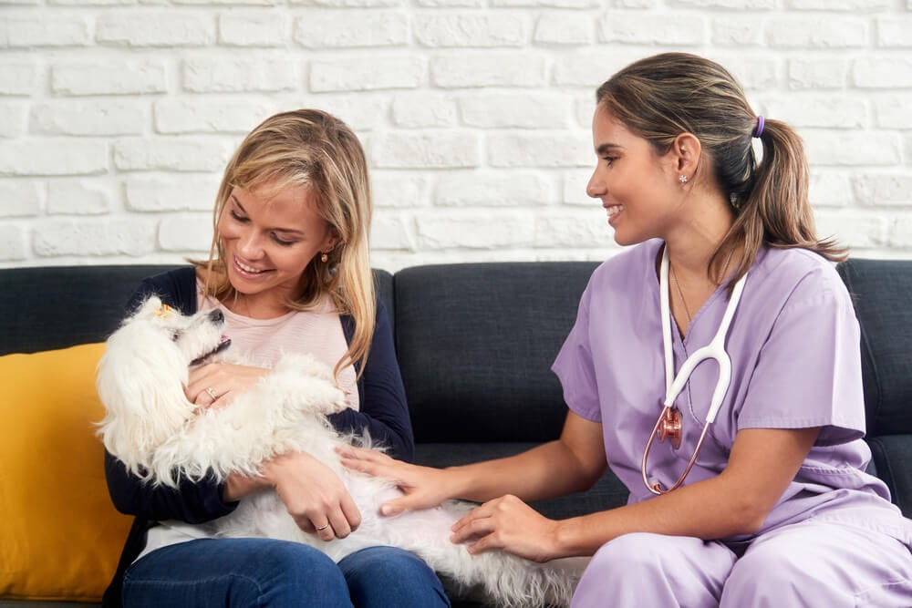 Woman with small white dog and vet sit on couch