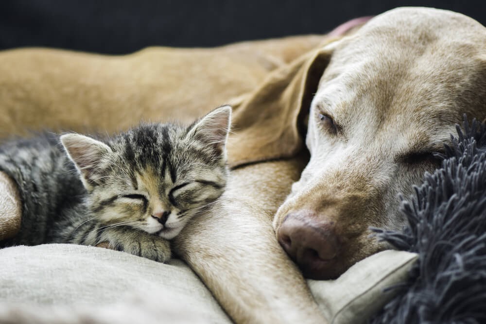 Tabby kitten and lab sleep