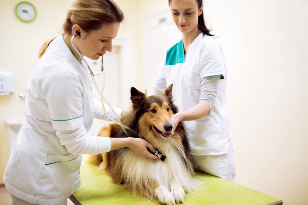 Collie at with vet and assistant