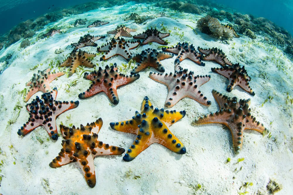 Colorful starfish underwater