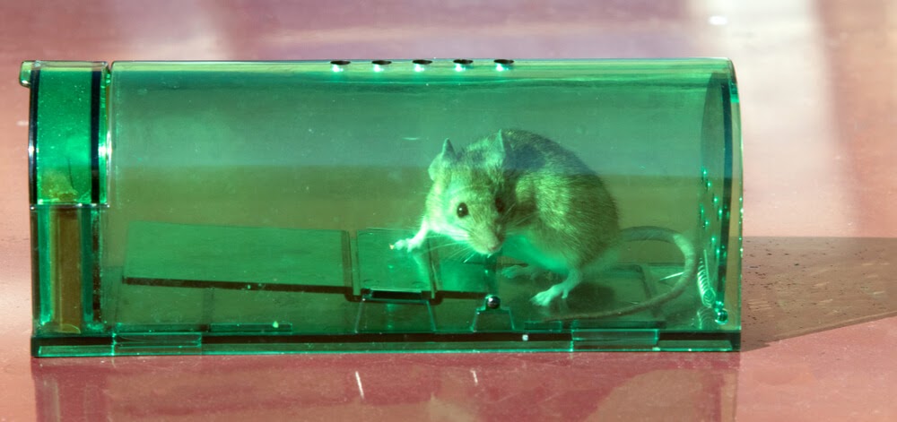 A mouse in a humane mouse trap