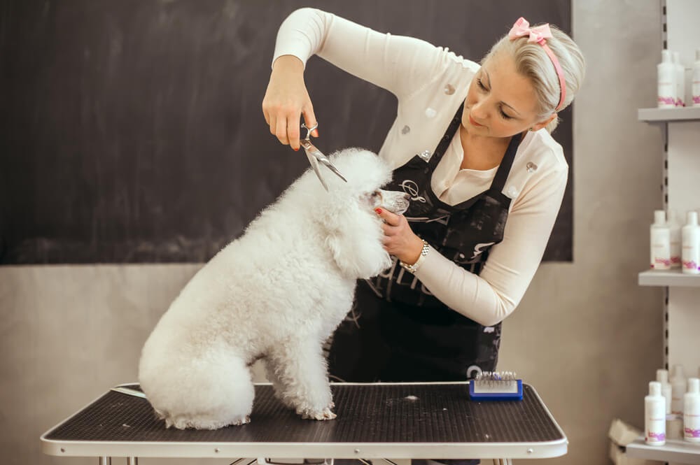 Woman grooming a small, fluffy, white poodle.