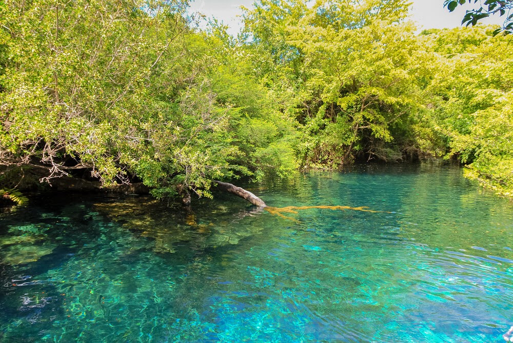 Blue lagoon waters with trees growing out of them.