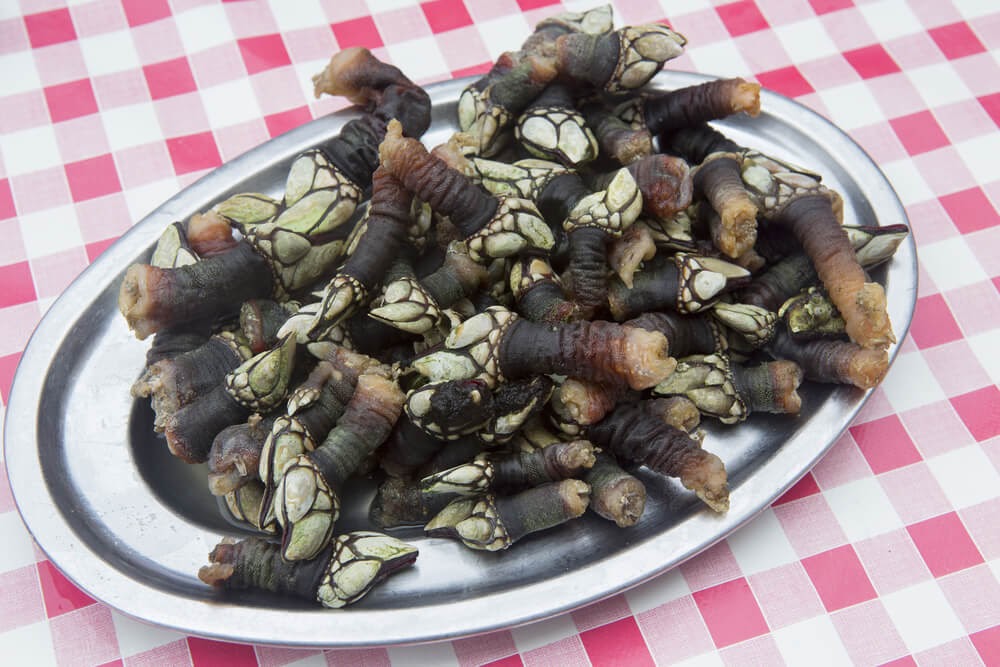 Gooseneck Barnacles