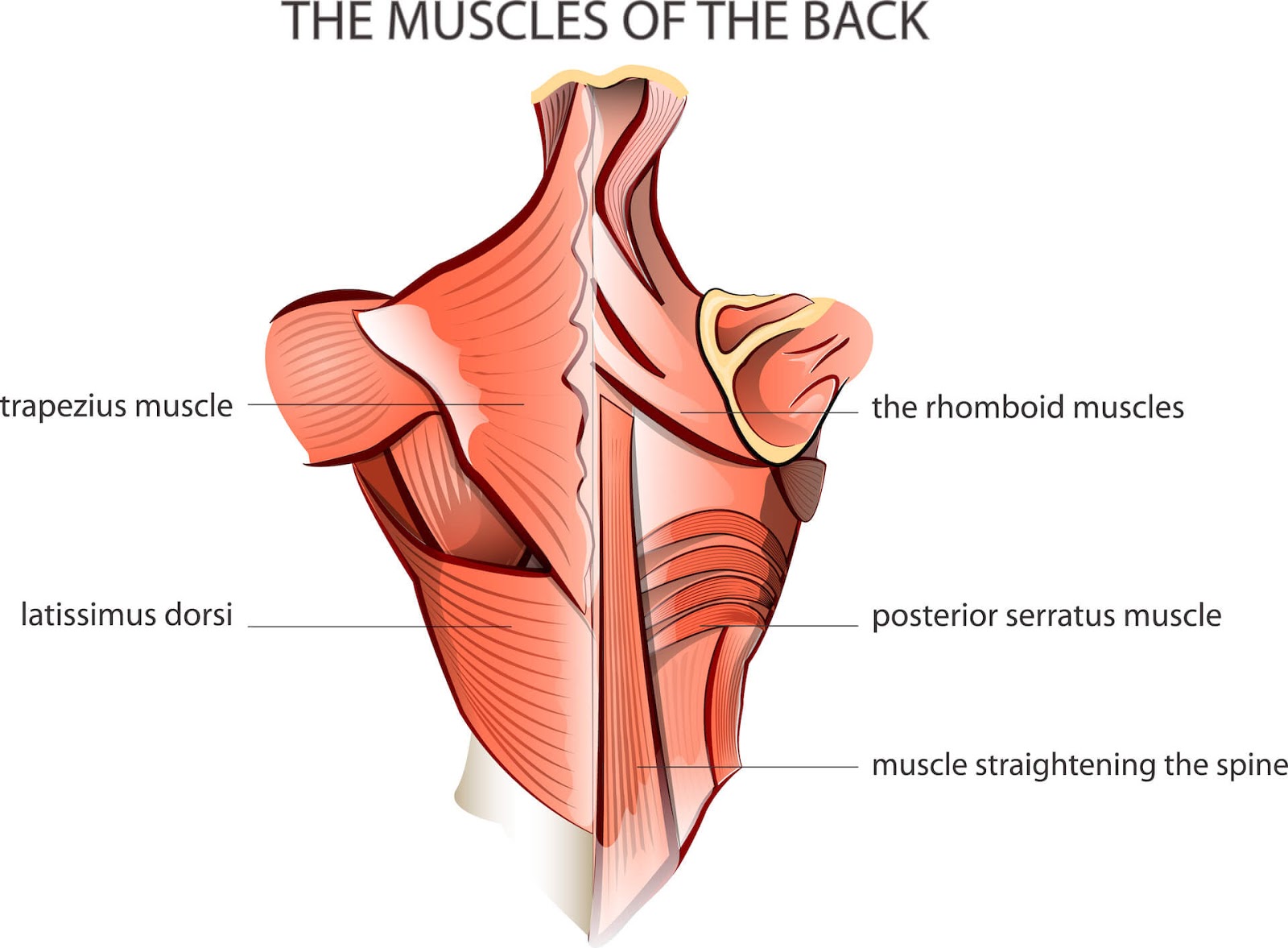 Diagram of the muscles in the back.
