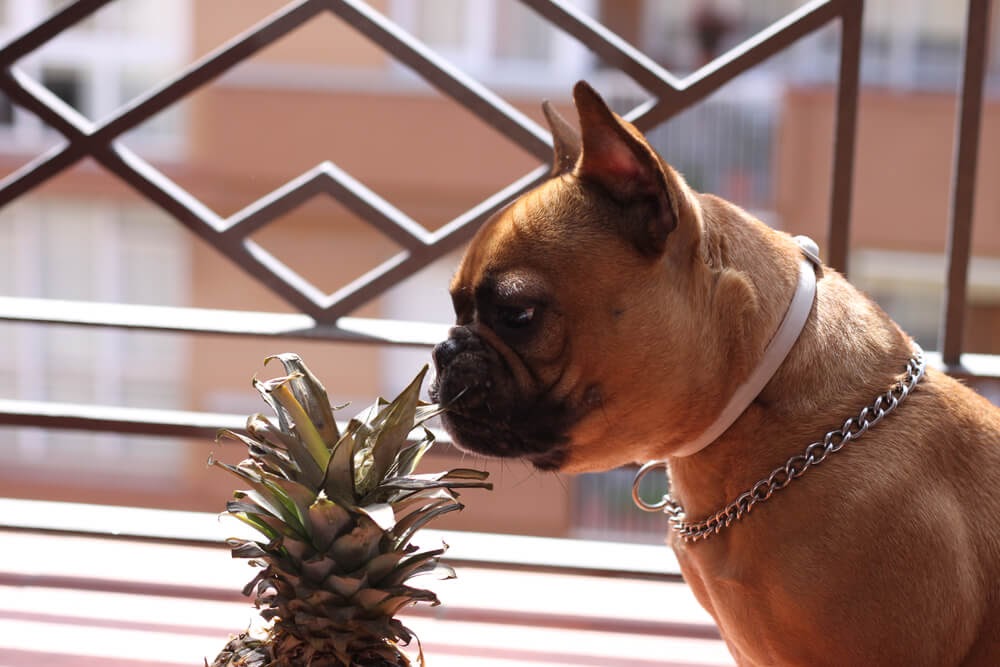 Small dog looking interestedly at a pineapple.