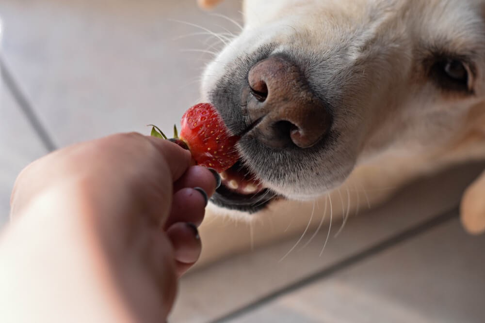 Older dog eating strawberries.