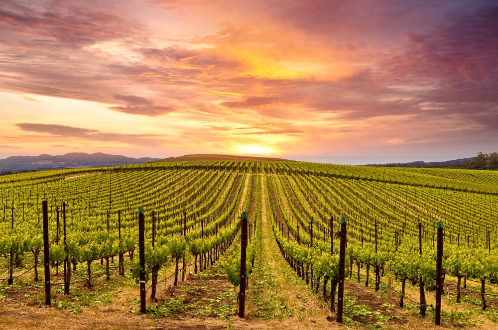 Vineyards.