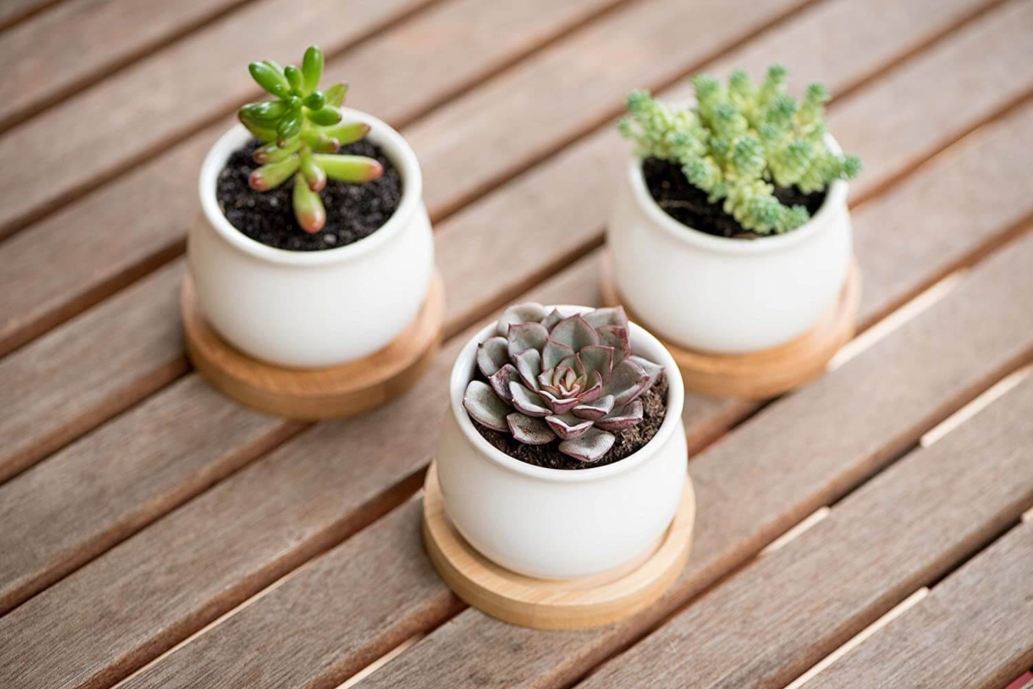 Little plants in tiny pots